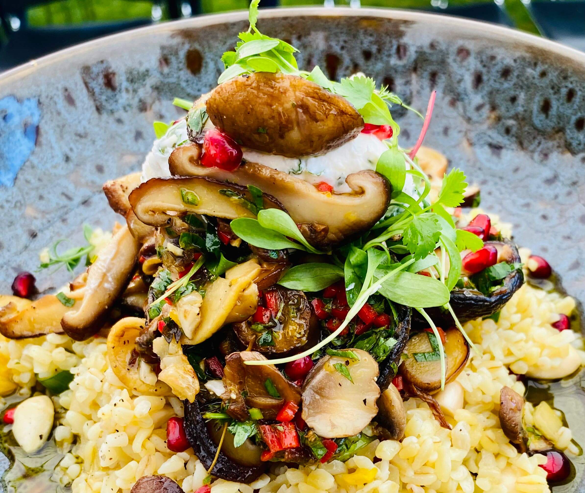 Inspired-Vegetarian-Ant